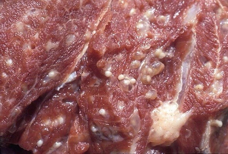 Ăn tiết canh bị sán - Sự thật hay lời đồn? 3