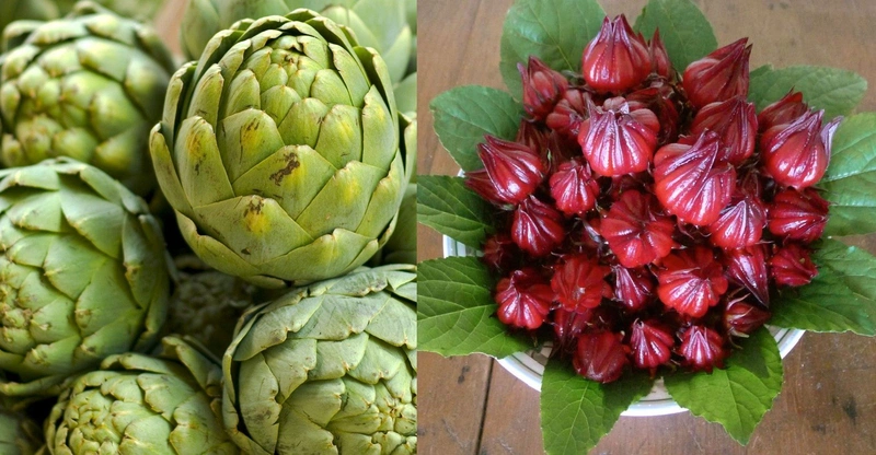 Atiso xanh và atiso đỏ khác nhau như thế nào? 1