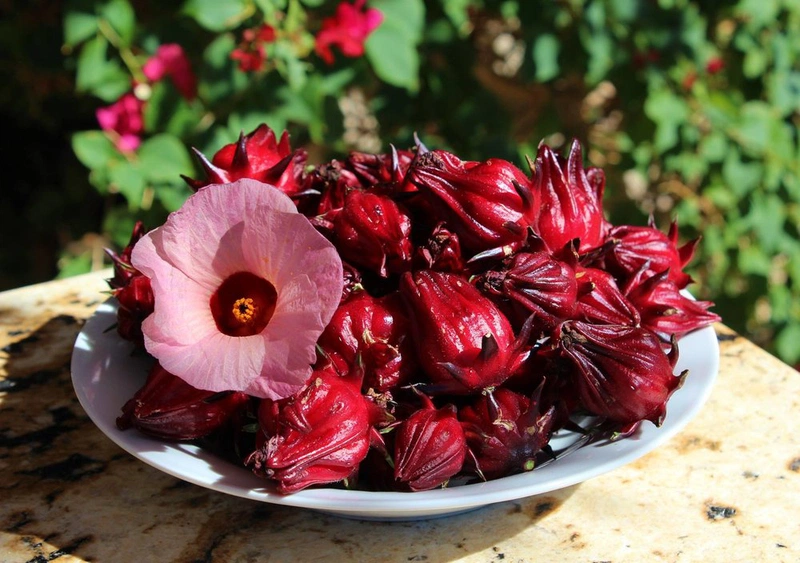 Atiso xanh và atiso đỏ khác nhau như thế nào? 3
