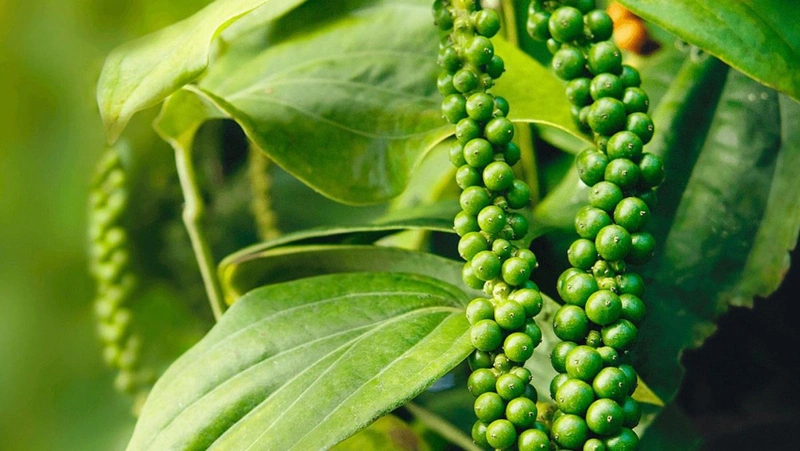 bà bầu ăn hạt tiêu được không 1