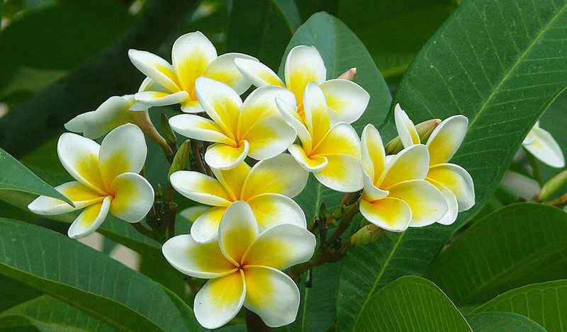 Chữa bong gân đầu gối từ lá cây bông sứ là kinh nghiệm được nhiều người áp dụng