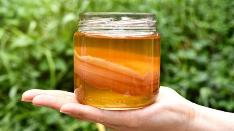Bạn đã biết cách làm kombucha trái cây để chăm sóc sức khỏe chưa? 3