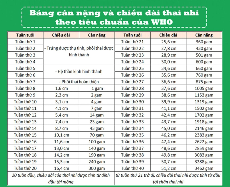 Bảng chỉ số thai nhi và những điều mẹ bầu cần biết 3