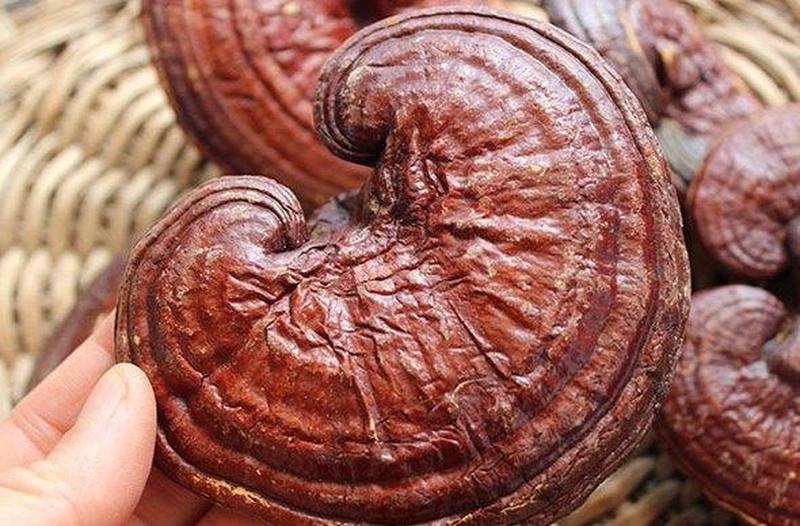 tai-sao-nam-linh-chi-dang-va-vi-dang-cua-nam-linh-chi-co-tac-dung-gi-2