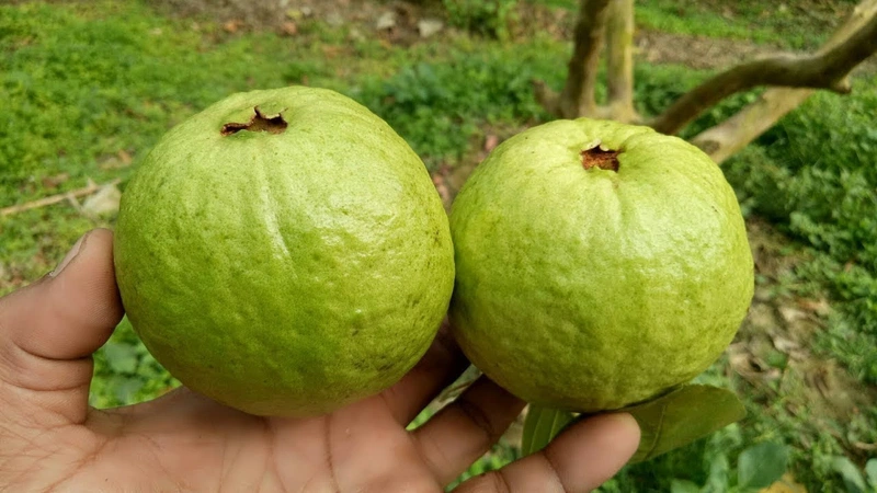 bầu 3 tháng đầu ăn ổi được không 2