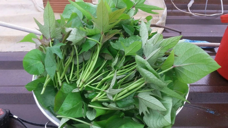Bầu ăn rau lang được không? Những tác dụng về sức khỏe của rau lang mẹ bầu cần biết 1