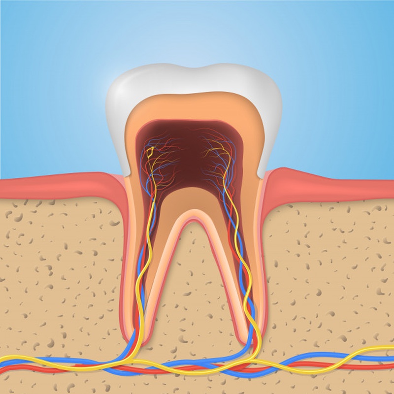 Cấu trúc hoàn chỉnh của răng và nướu