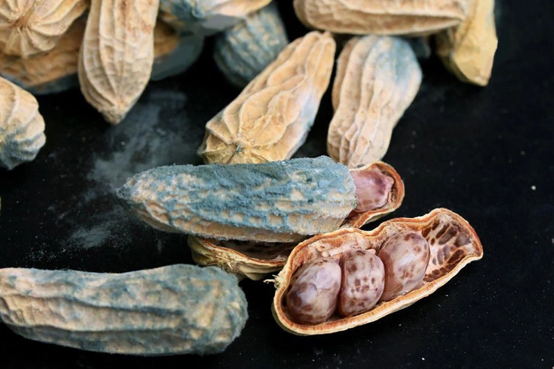Một số thực phẩm bị mốc thường chứa aflatoxin là lạc và đậu