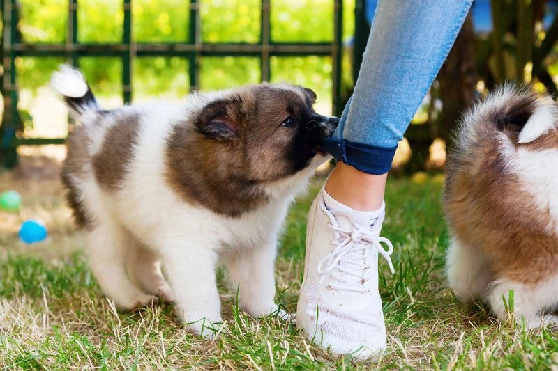 bị chó con cắn chảy máu có sao không 1