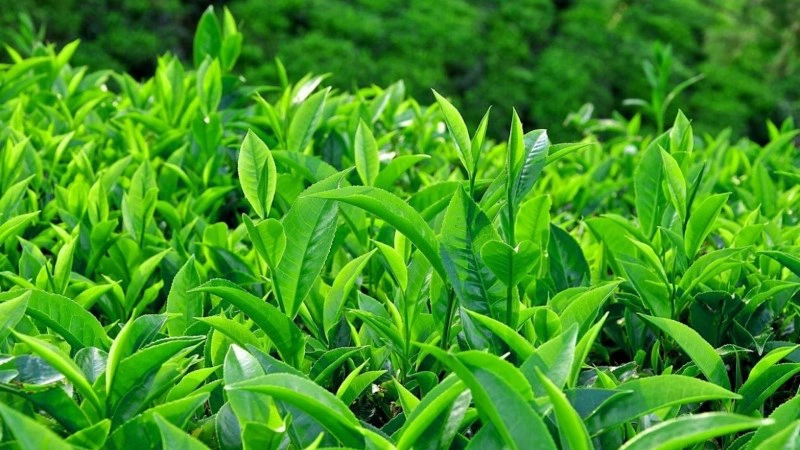 Bị đau nhói ở vùng kín do nguyên nhân gì? Cách xử lý khi bị đau nhói ở vùng kín 5
