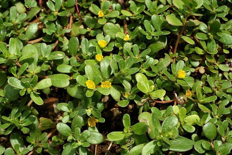 Bị giời leo làm thế nào để không bị sẹo?