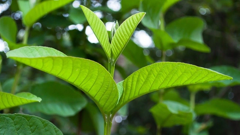 Bị hôi nách tắm nước lá ổi có hết không? 3
