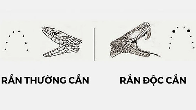 Biện pháp sơ cứu khi bị rắn cắn 1