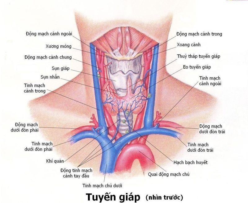 Bướu cổ viêm tuyến giáp và tất cả thông tin về bệnh 1