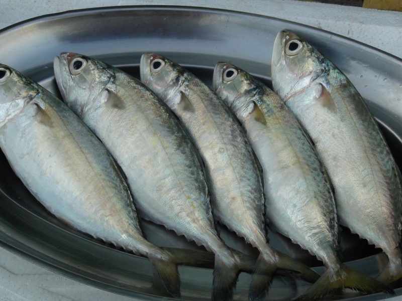 Cá bạc má có chứa thủy ngân không và cách lựa chọn các loại cá 1