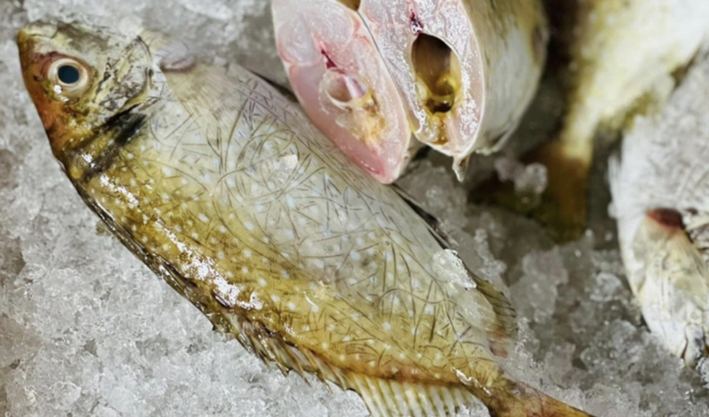Lợi ích sức khỏe của cá kình là gì? Bầu ăn cá kình được không? 2