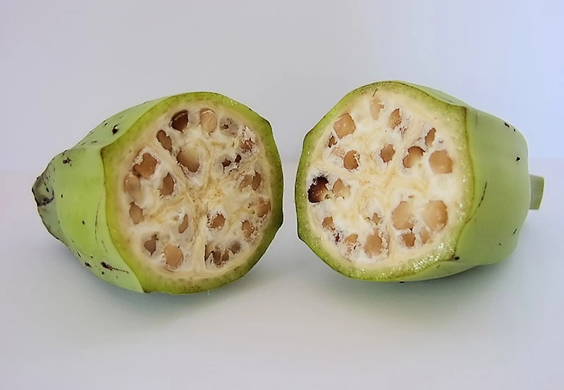 Các bài thuốc nam chữa bệnh gout hiệu quả