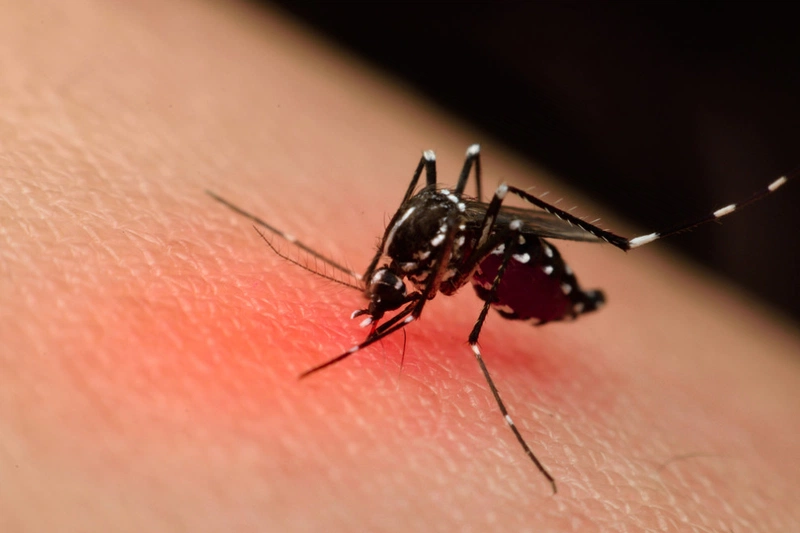 Muỗi là côn trùng nguy hiểm có thể gây sốt rét, vàng da,...