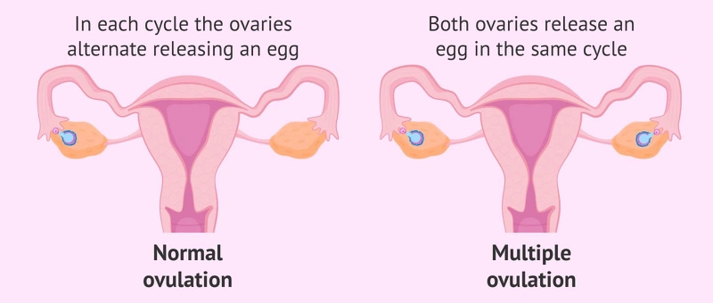 Các dấu hiệu rụng trứng phụ nữ không nên bỏ qua 2