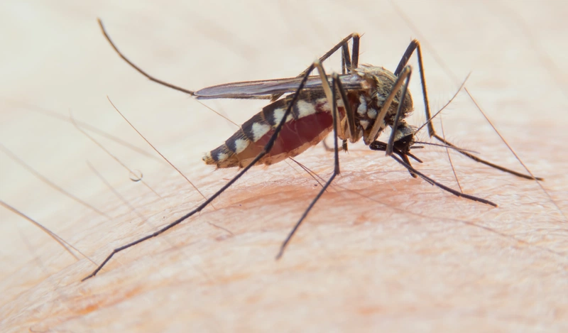 Muỗi - côn trùng gây hại thường có trong nhà