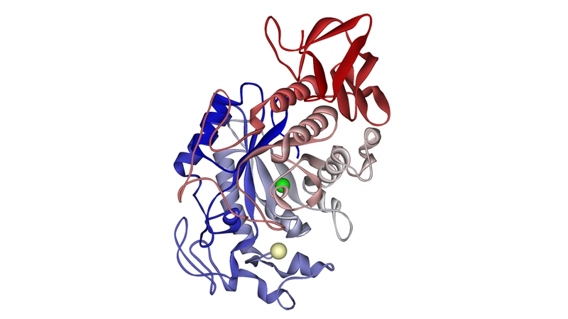 Các loại enzyme trong cơ thể người và vai trò của chúng ra sao? 1
