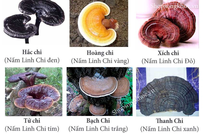 tim-hieu-va-phan-loai-cac-loai-nam-linh-chi-de-co-cach-su-dung-hieu-qua-2