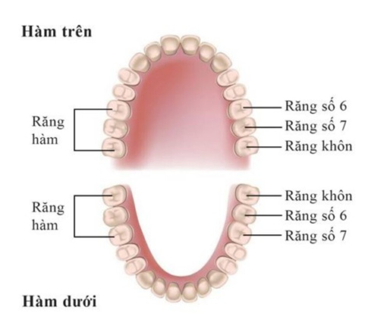 Răng hàm có chức năng nghiền nhỏ thức ăn