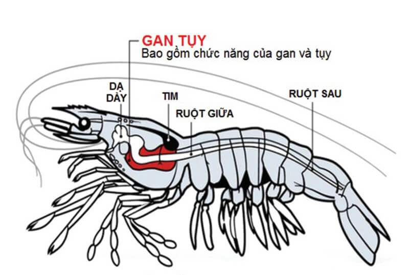 Các thành phần dinh dưỡng của tôm có thể bạn chưa biết2