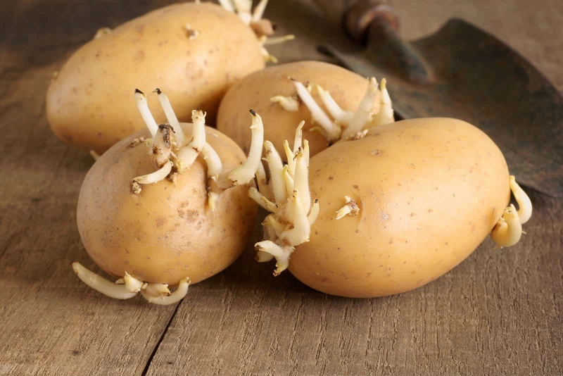 Cách bảo quản khoai tây tươi ngon đến 4 tháng - Bạn đã biết chưa? 2