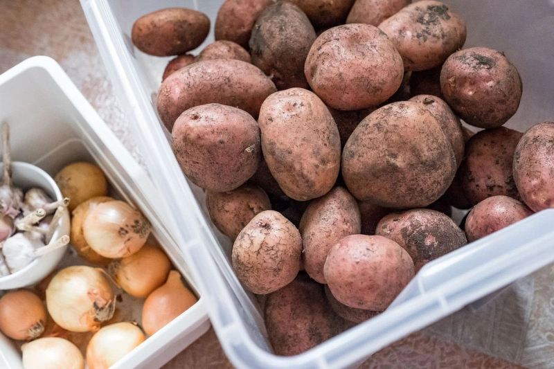 Cách bảo quản khoai tây tươi ngon đến 4 tháng - Bạn đã biết chưa? 3
