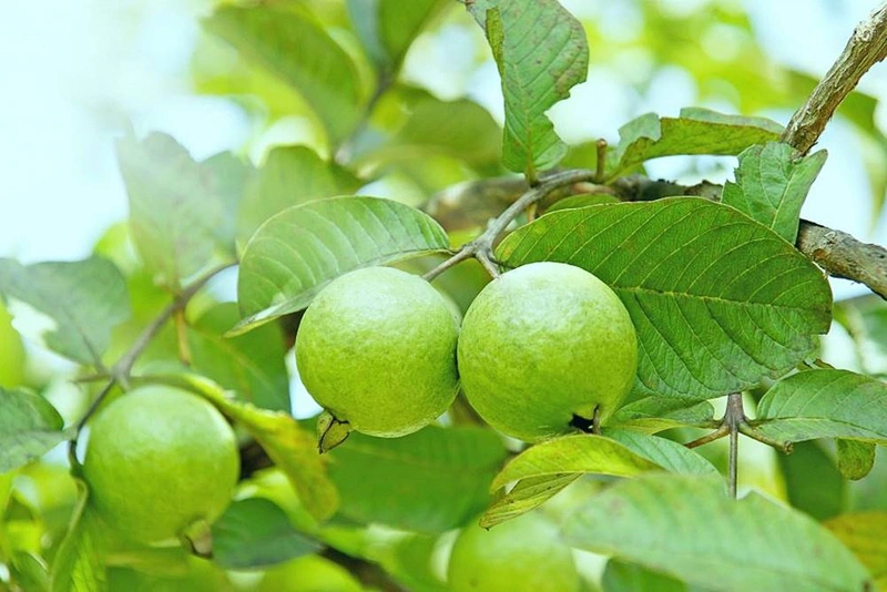 Cách chữa hội chứng ruột kích thích tại nhà đơn giản mà hiệu quả-4