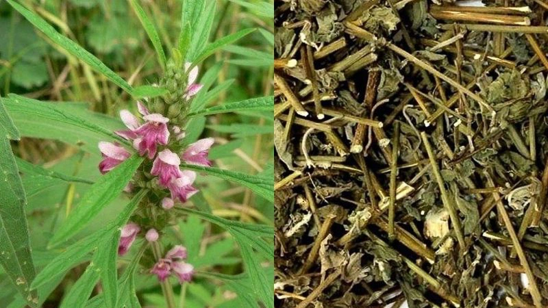 Vị thuốc đông y chữa polyp cổ tử cung