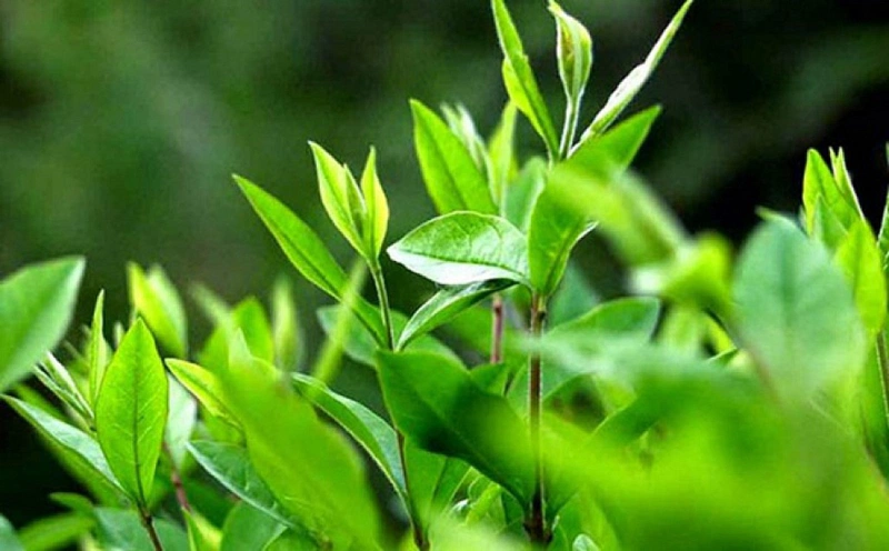 Hướng dẫn cách đắp mặt nạ trà xanh đúng cách với từng loại da 1