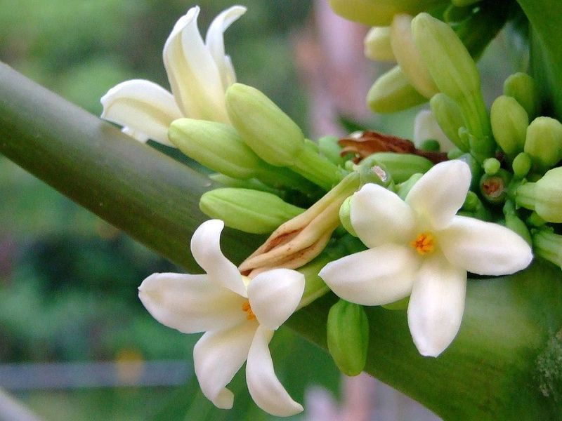 Cách điều trị ung thư phổi tại nhà2