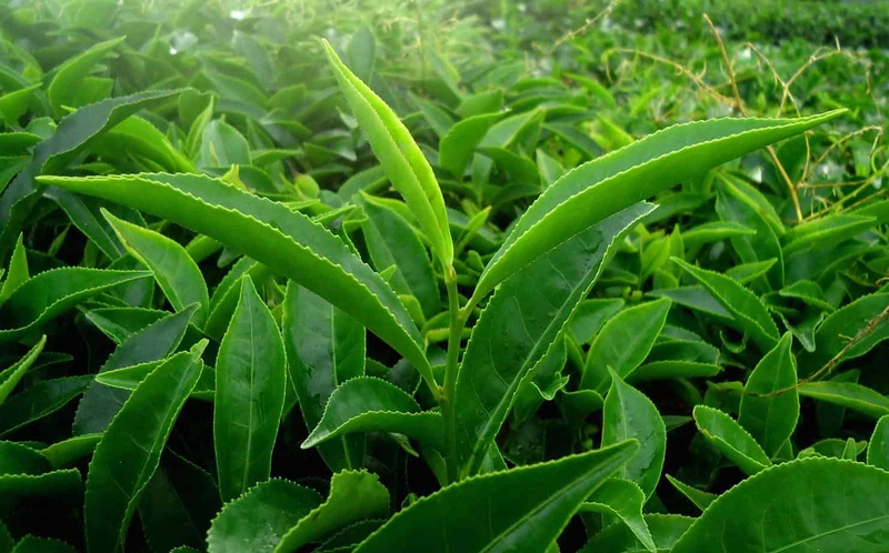 Lá trà xanh có tác dụng giải nhiệt, lợi tiểu, giúp chống mụn nhọt và các loại rôm sảy