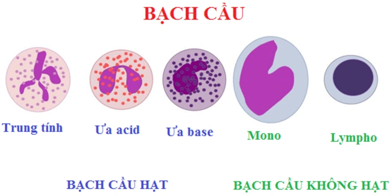 Cách đọc kết quả xét nghiệm máu như thế nào? Kết quả xét nghiệm máu cho biết điều gì? 6