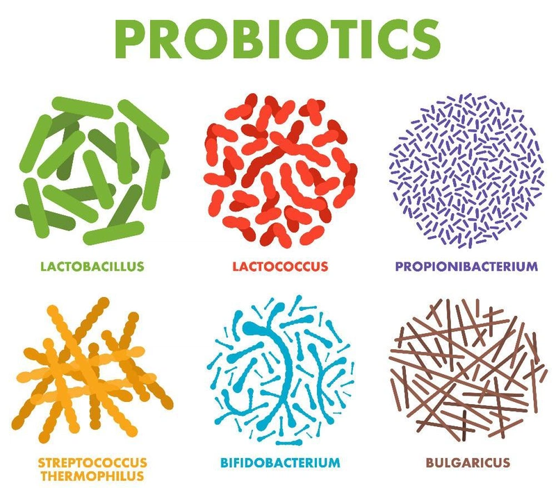 Probiotic là những vi sinh vật có lợi cho sức khỏe