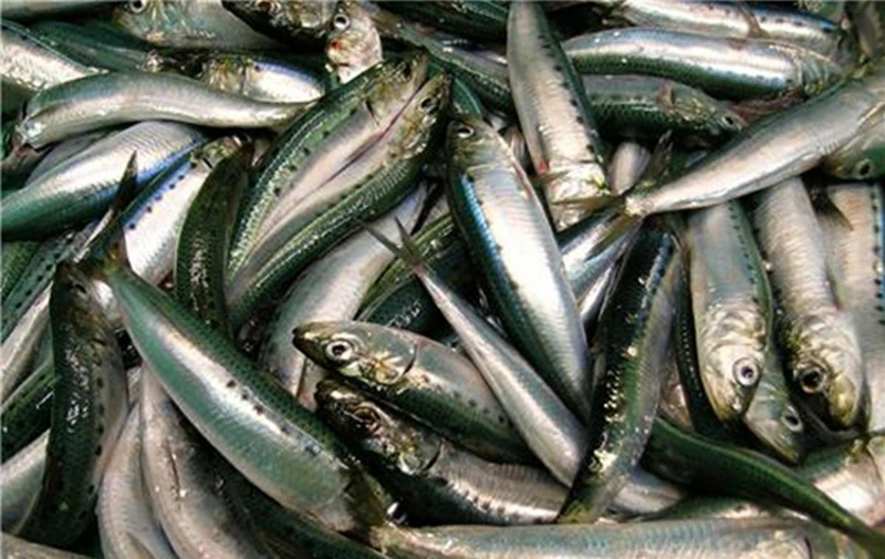 Cá mòi còn cung cấp nhiều protein cho cơ thể