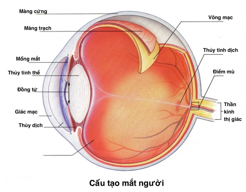 Cách làm giảm độ viễn thị bạn nên biết 1