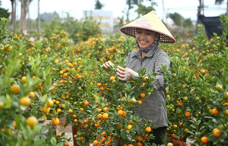 cách làm mứt tắc 1