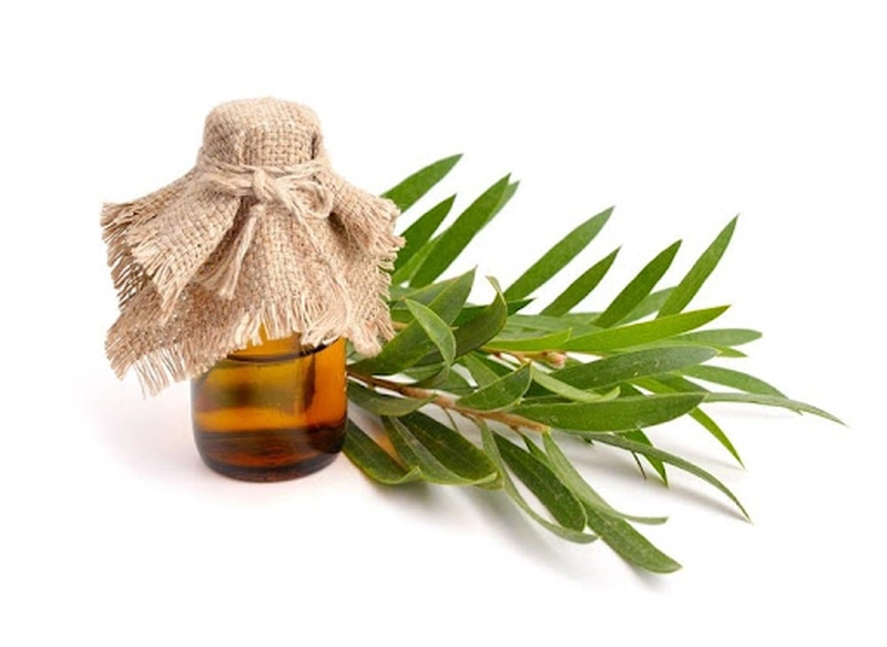 Những cách làm nước xịt chống muỗi đơn giản