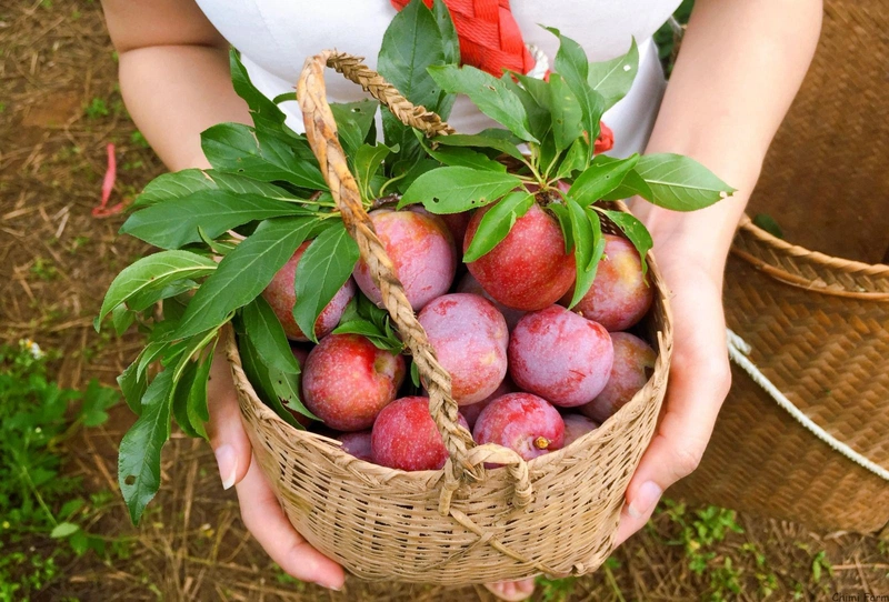 Cách làm siro mận để lâu không hỏng 2