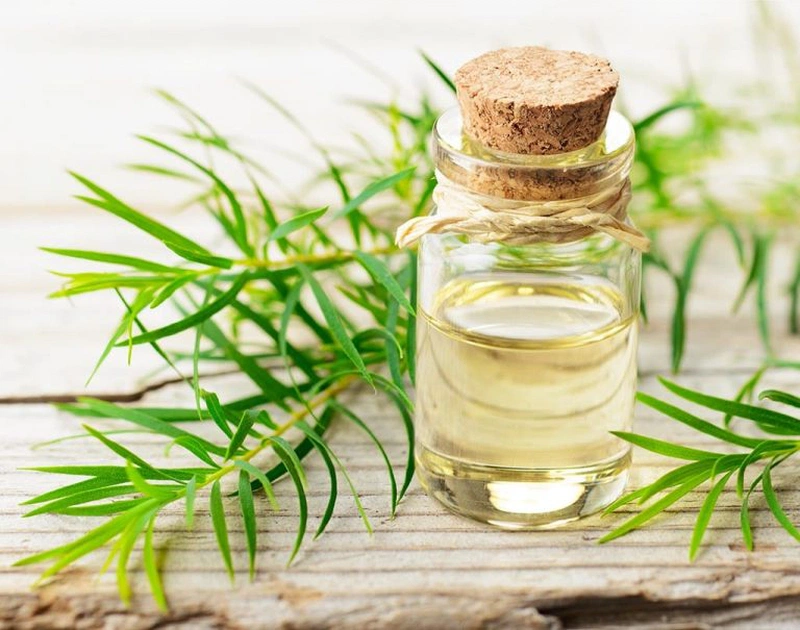 Tinh dầu đuổi muỗi có nguồn gốc thiên nhiên giúp đuổi muỗi hiệu quả