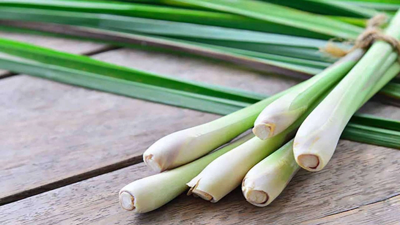 Cách làm tinh dầu đuổi muỗi từ sả