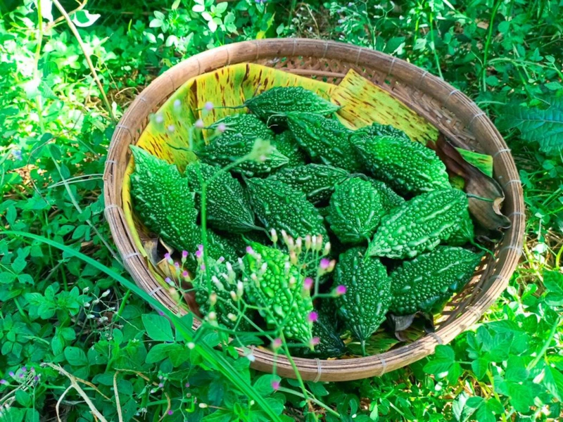 cách làm trà khổ qua rừng 3