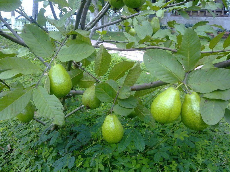 Cách làm trắng răng bằng lá ổi