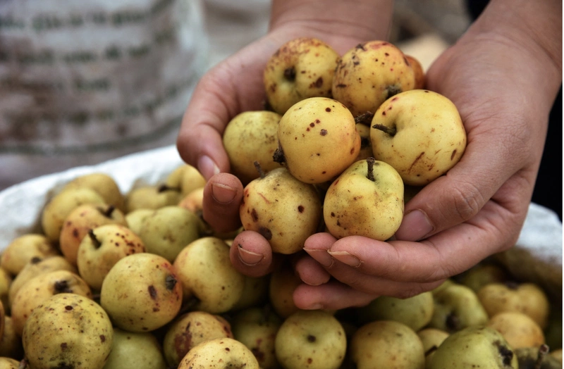 cách ngâm rượu táo mèo 1