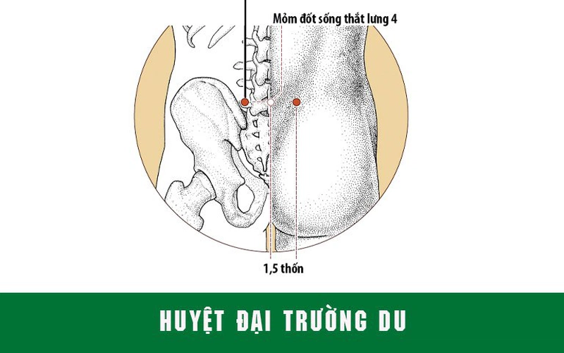 huyệt đại trường du nằm tại vị trí lưng dưới