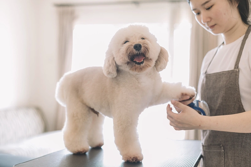 Cách phòng tránh lây nhiễm giun sán từ thú cưng mà bạn cần biết 2