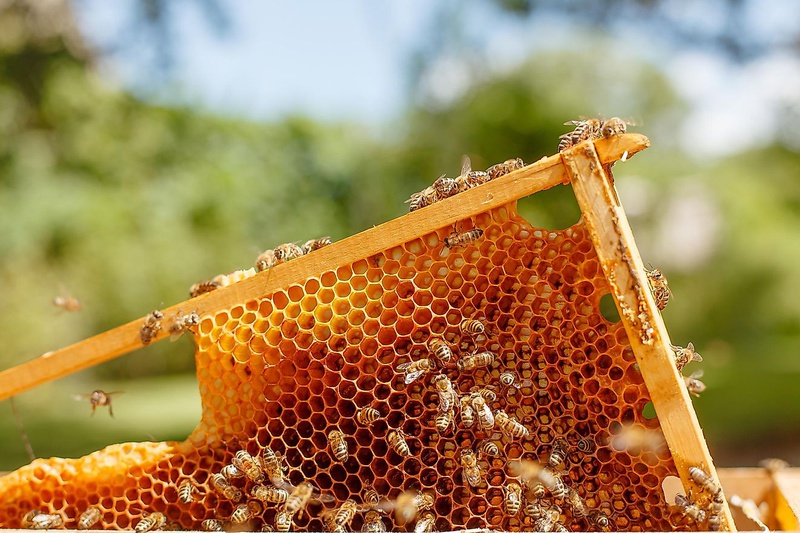 Cách rã đông mật ong bị đóng đường đơn giản, hiệu quả! 2